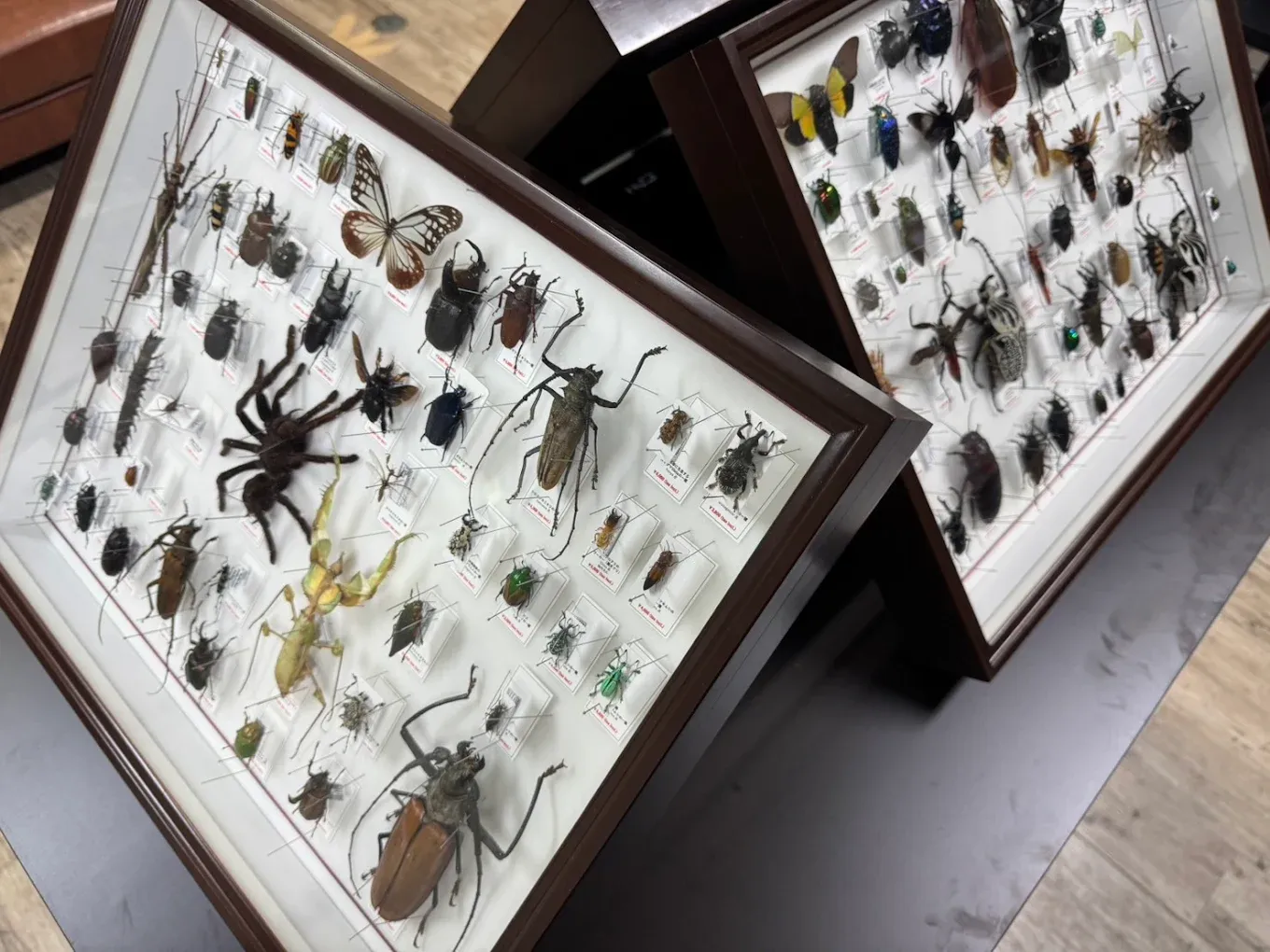 KPW標本館に展示された昆虫標本
