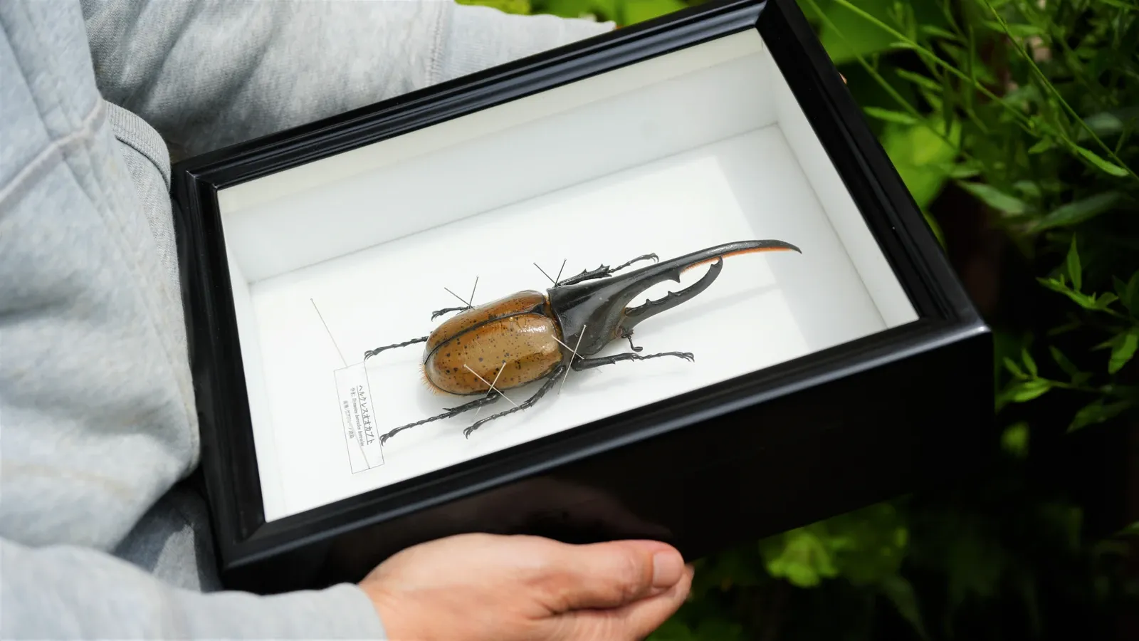 額に収められたカブトムシの標本を手に持つ様子